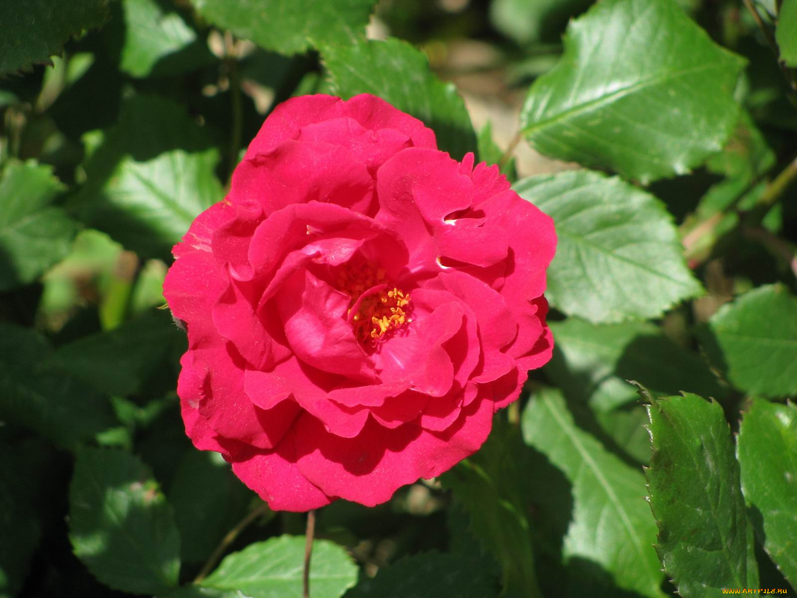 цветы, розы