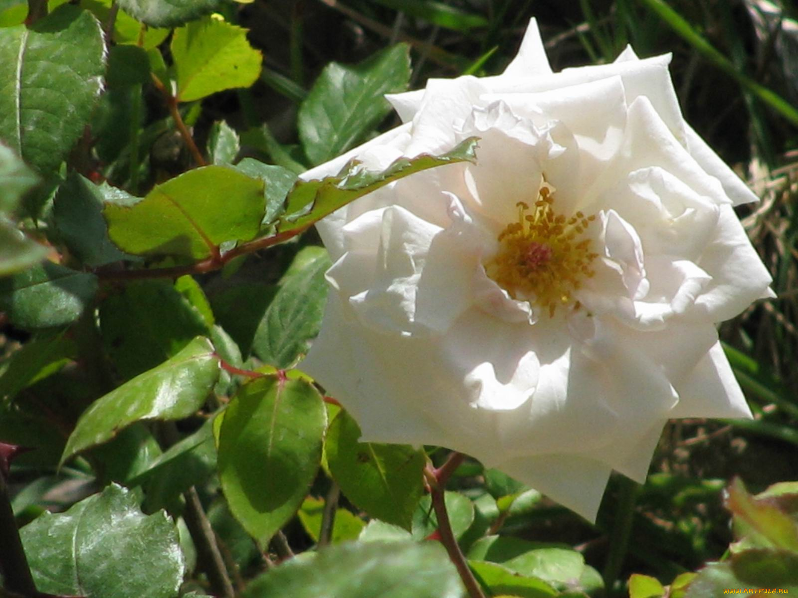 цветы, розы