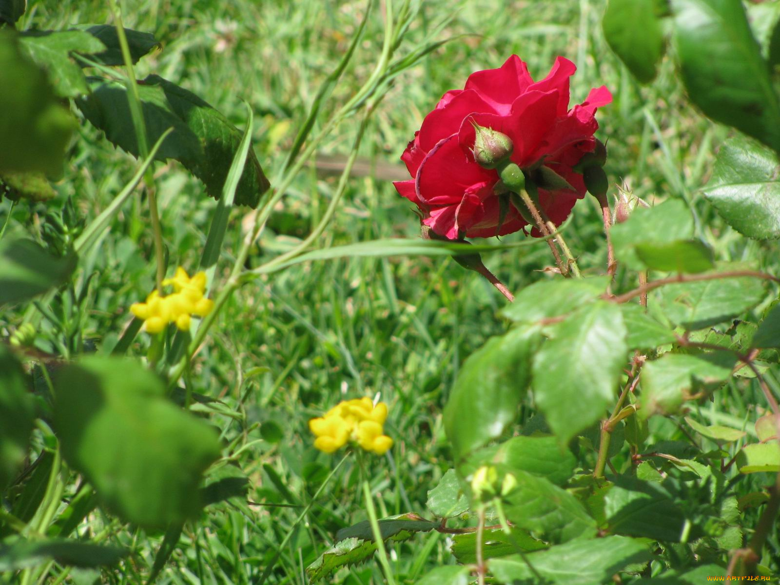 цветы, розы