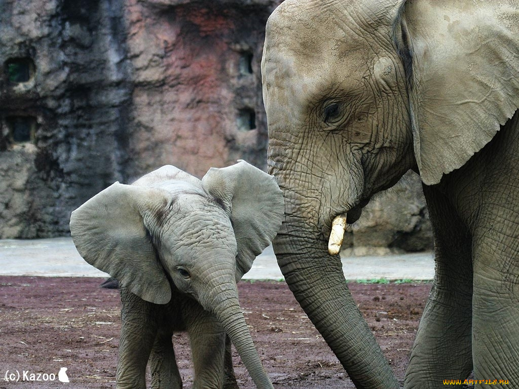 животные, слоны