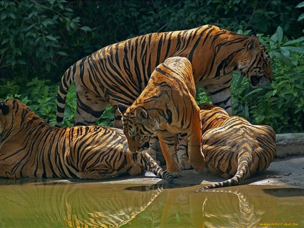 животные, тигры