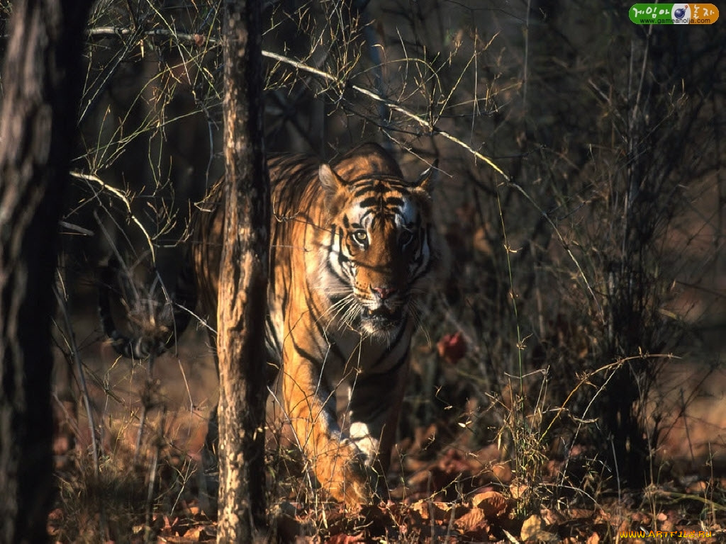 животные, тигры