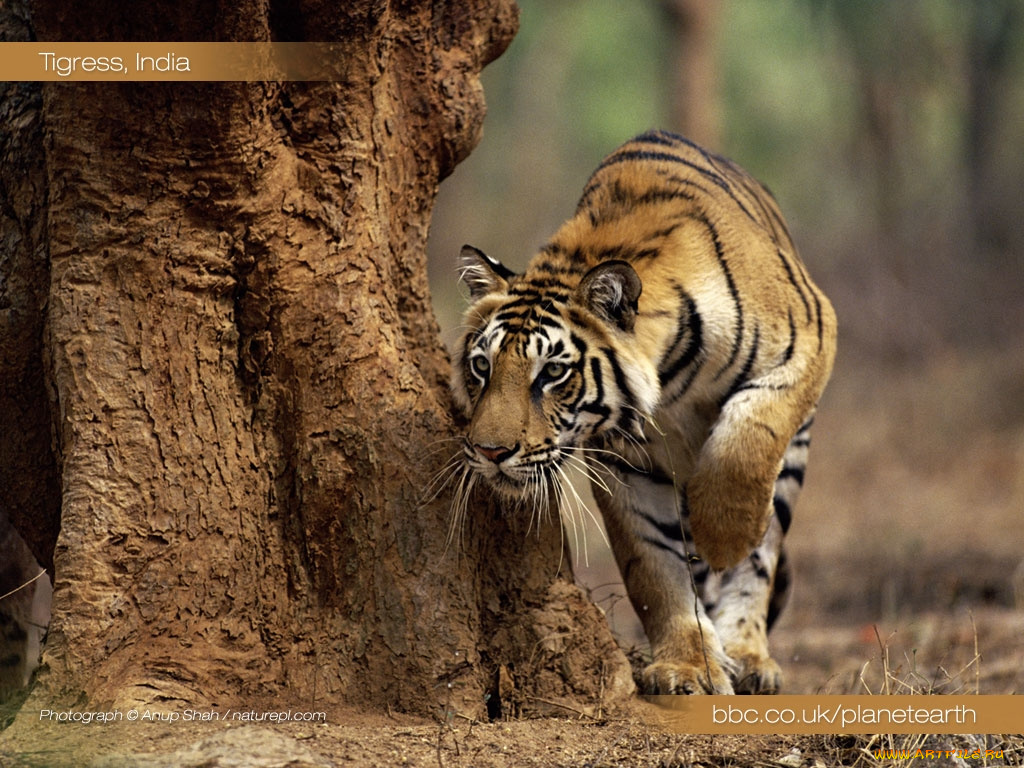животные, тигры