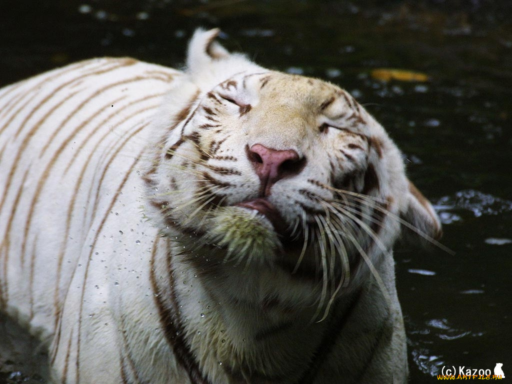 животные, тигры