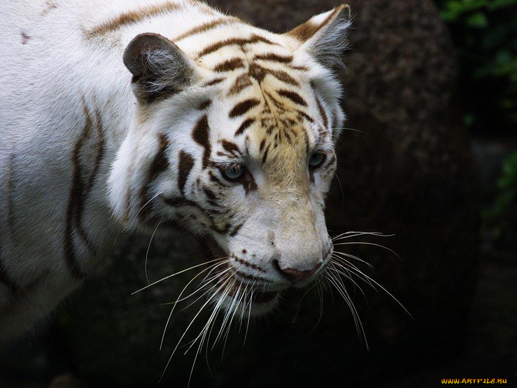 животные, тигры