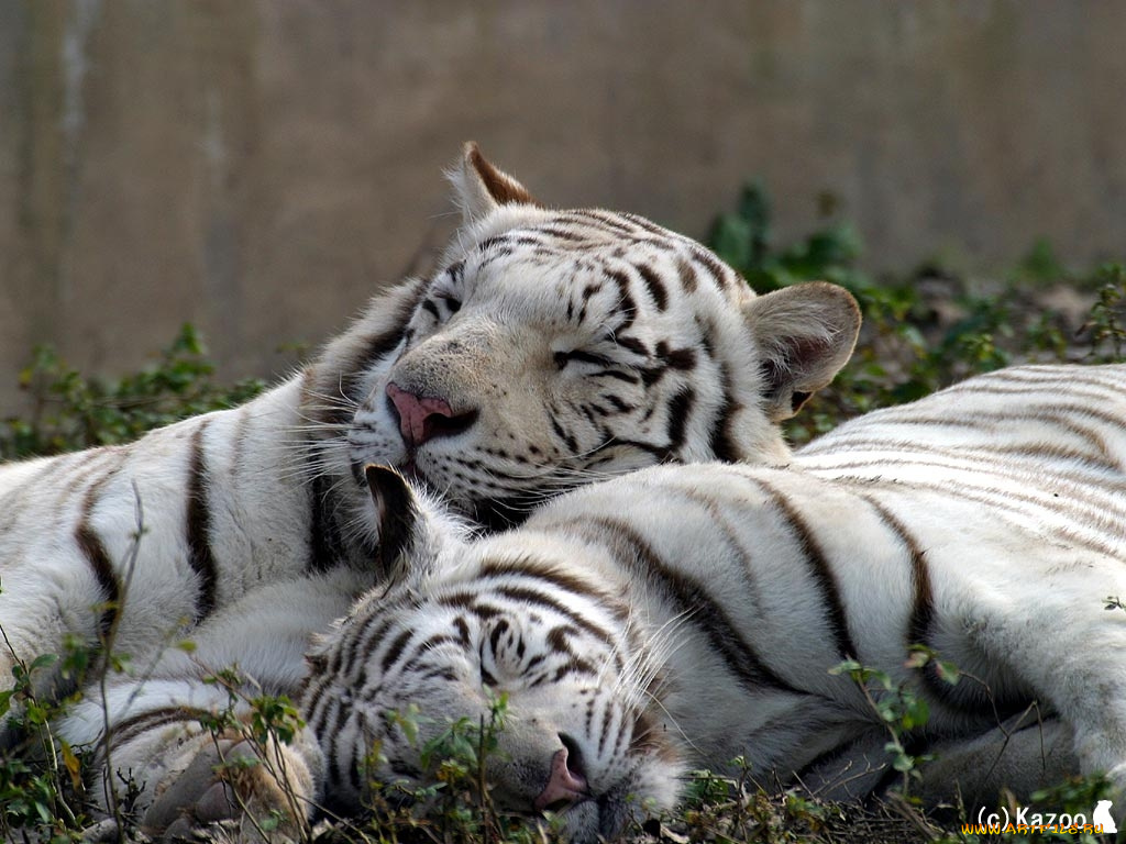 животные, тигры