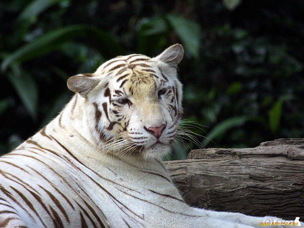 животные, тигры