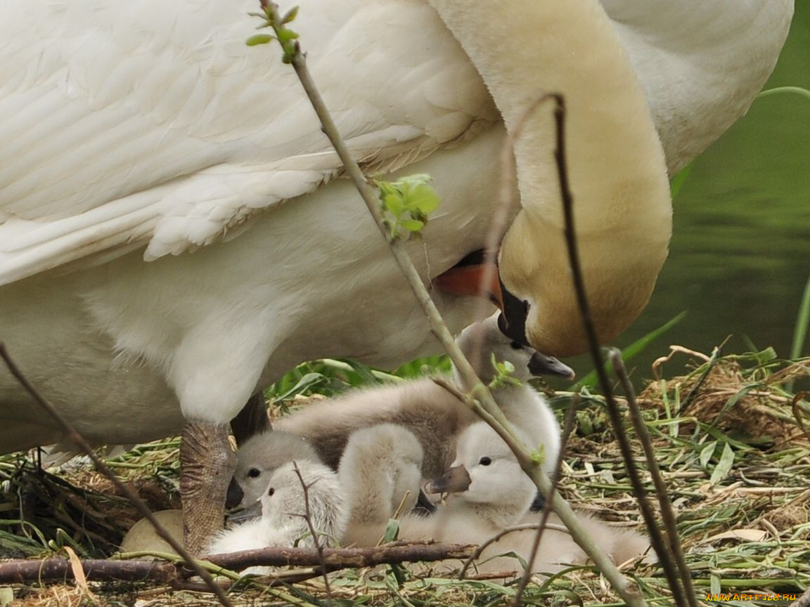 животные, лебеди