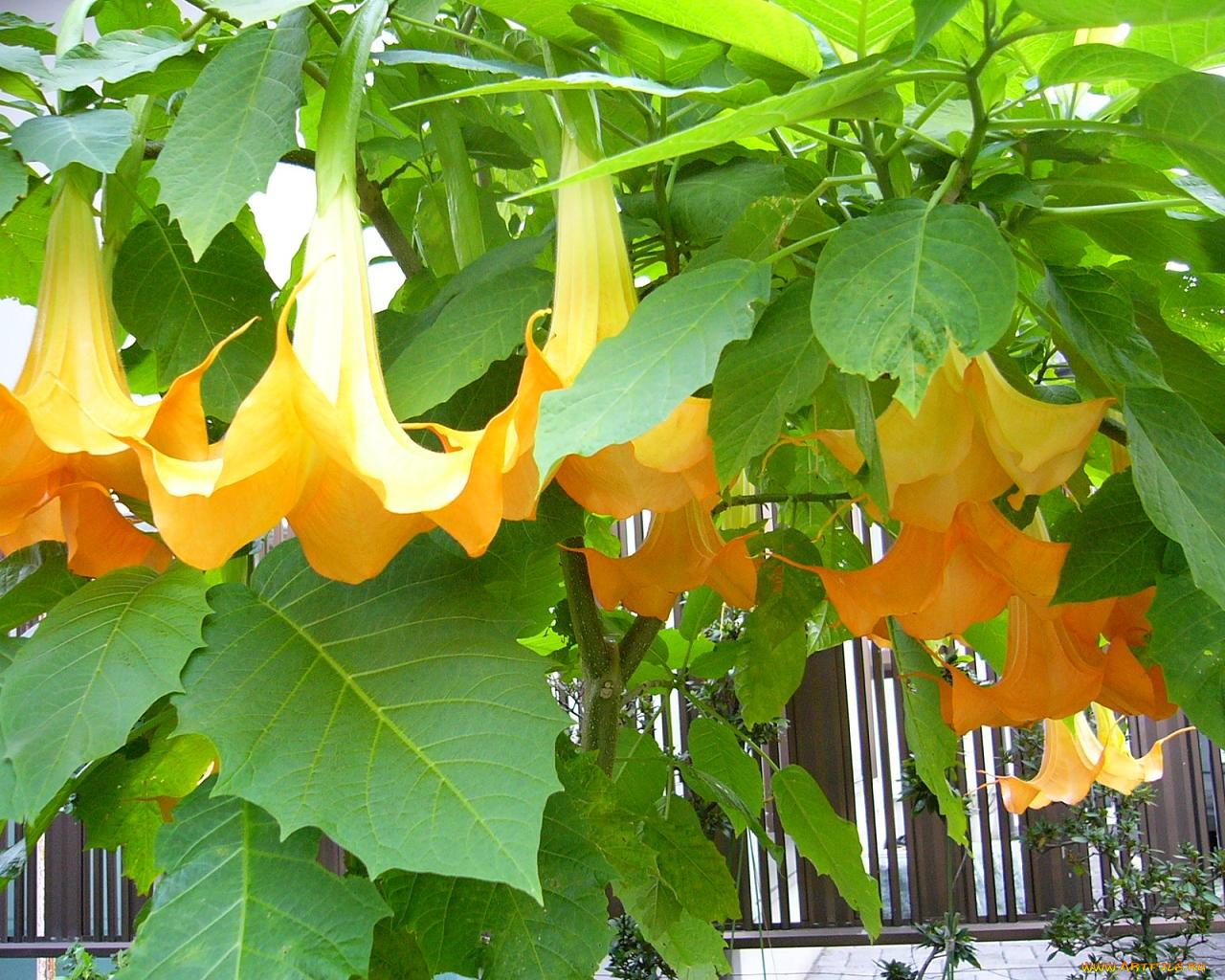 цветы, бругмансия, дурман, трубы, ангела