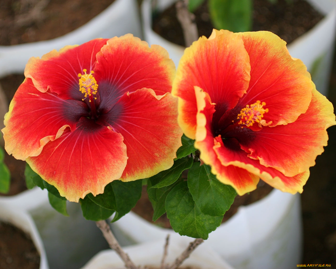 цветы, гибискусы