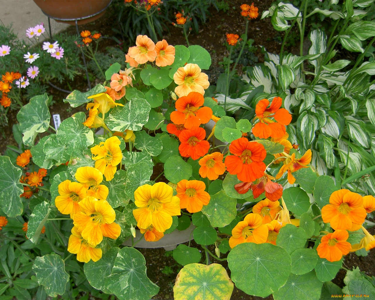цветы, настурции