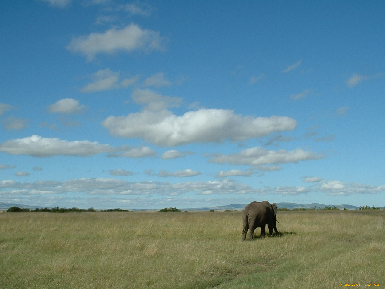 животные, слоны