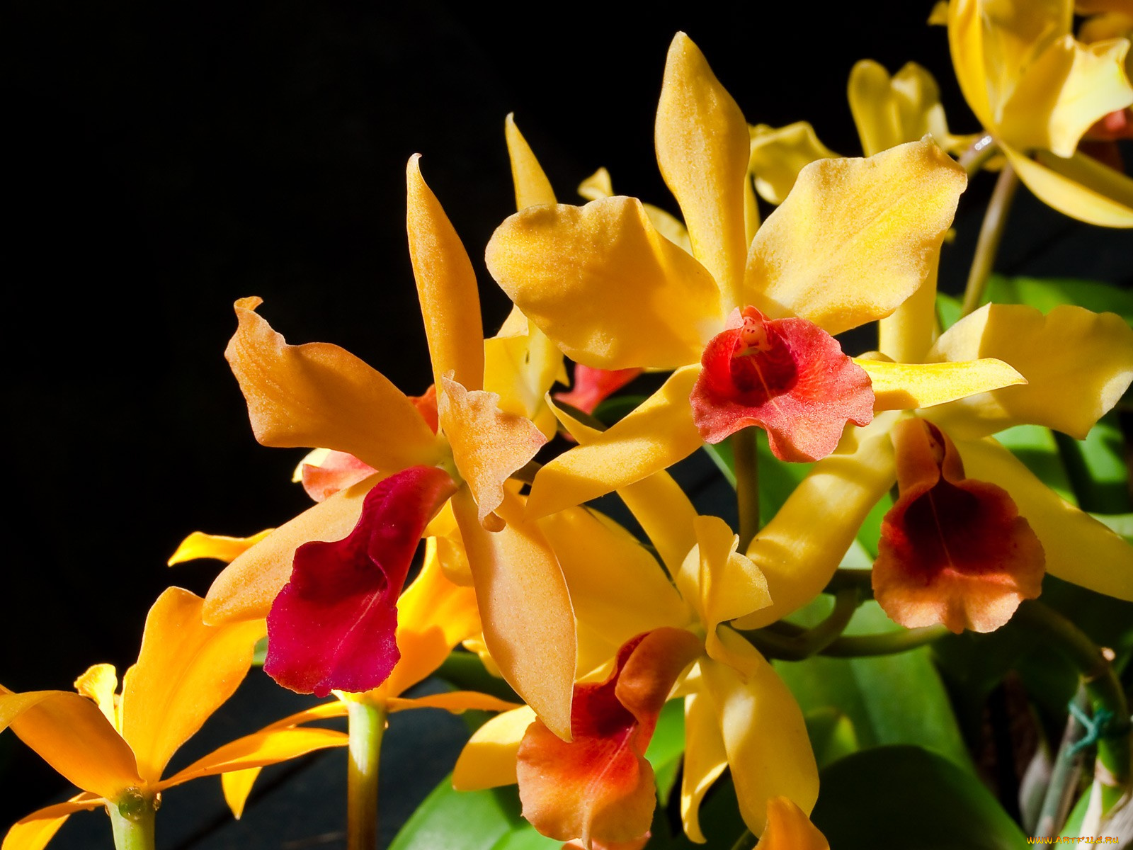 цветы, орхидеи