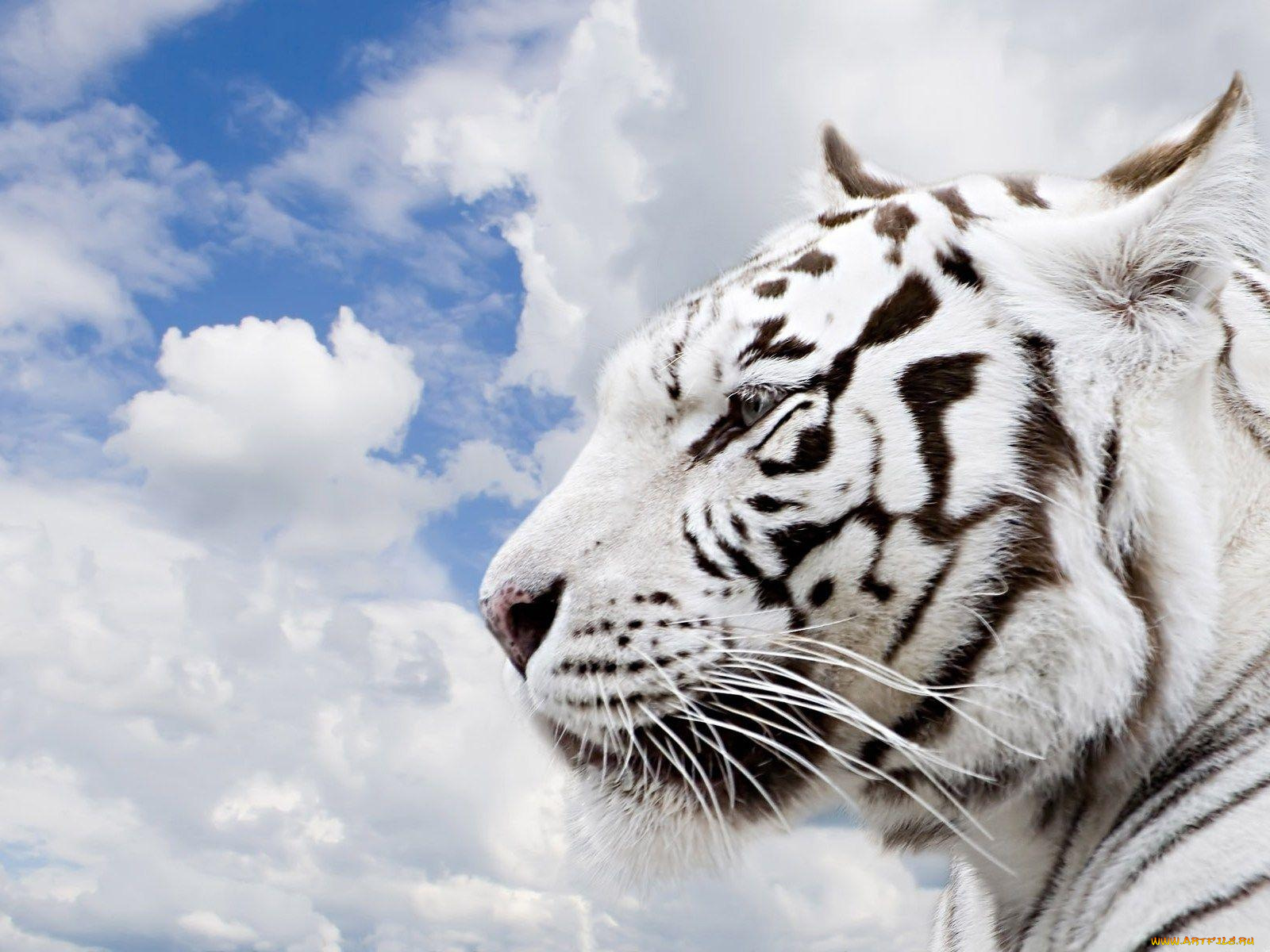 животные, тигры