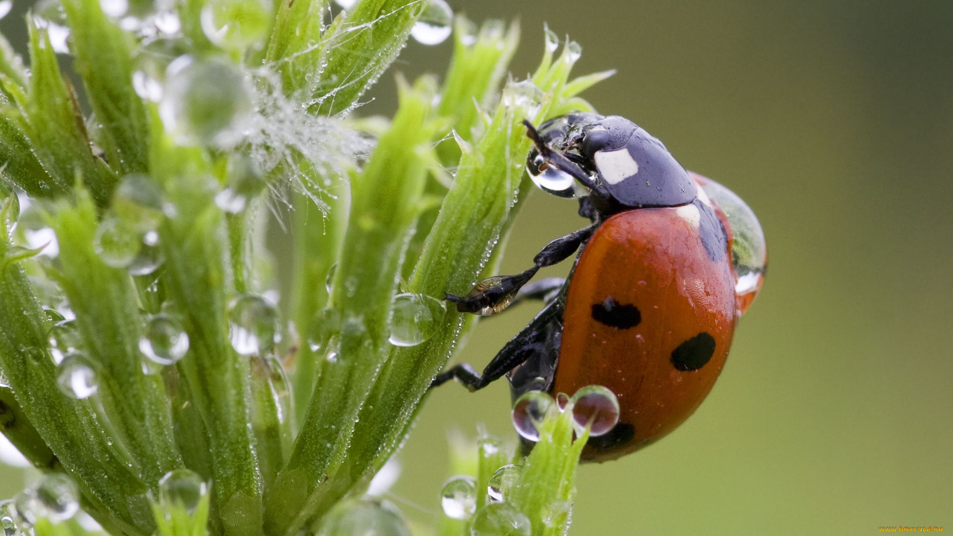авт, Яника, животные, божьи, коровки