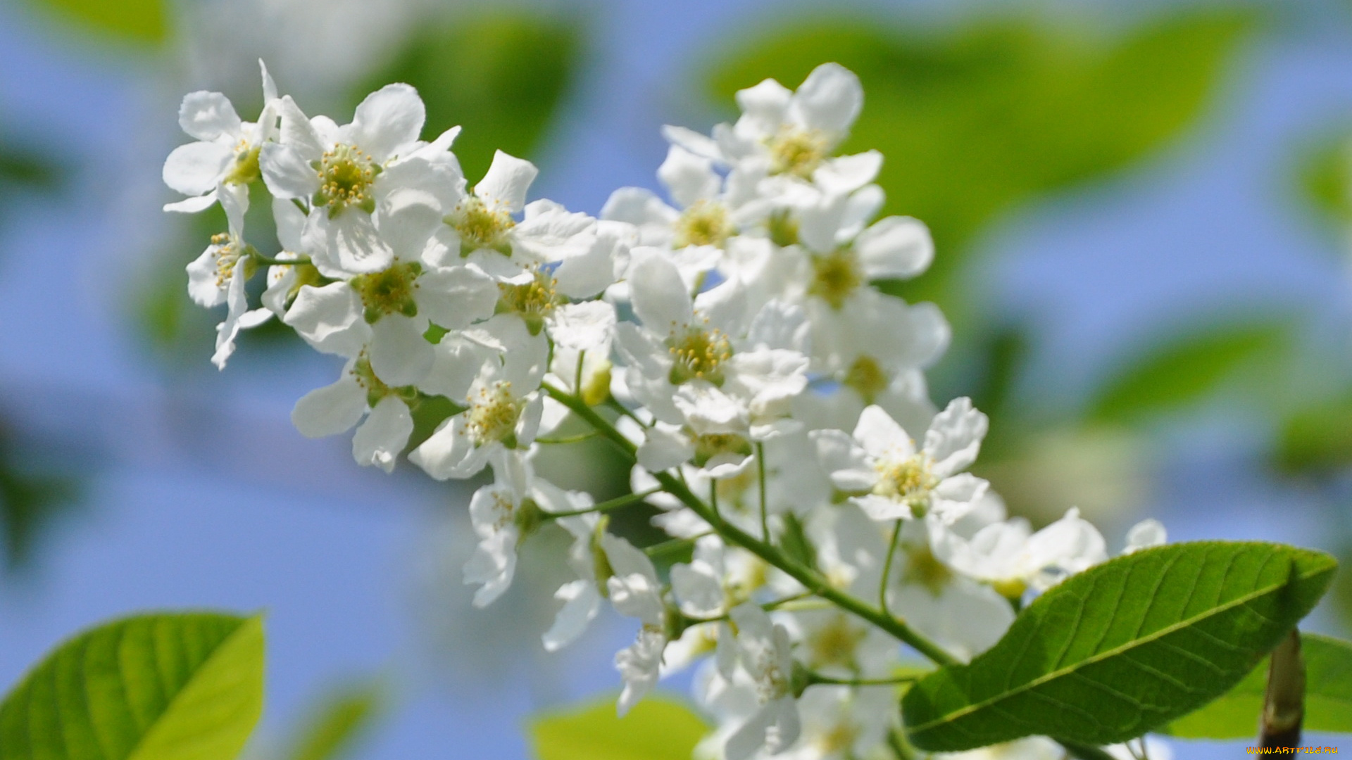 цветы, цветущие, деревья, кустарники