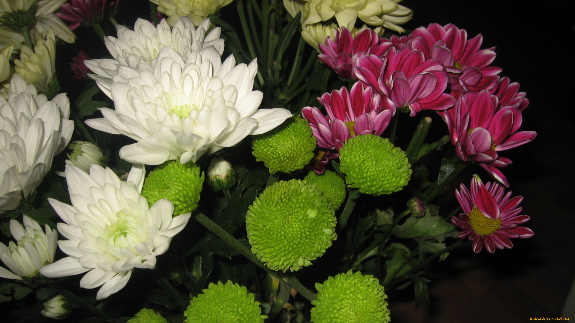 цветы, хризантемы