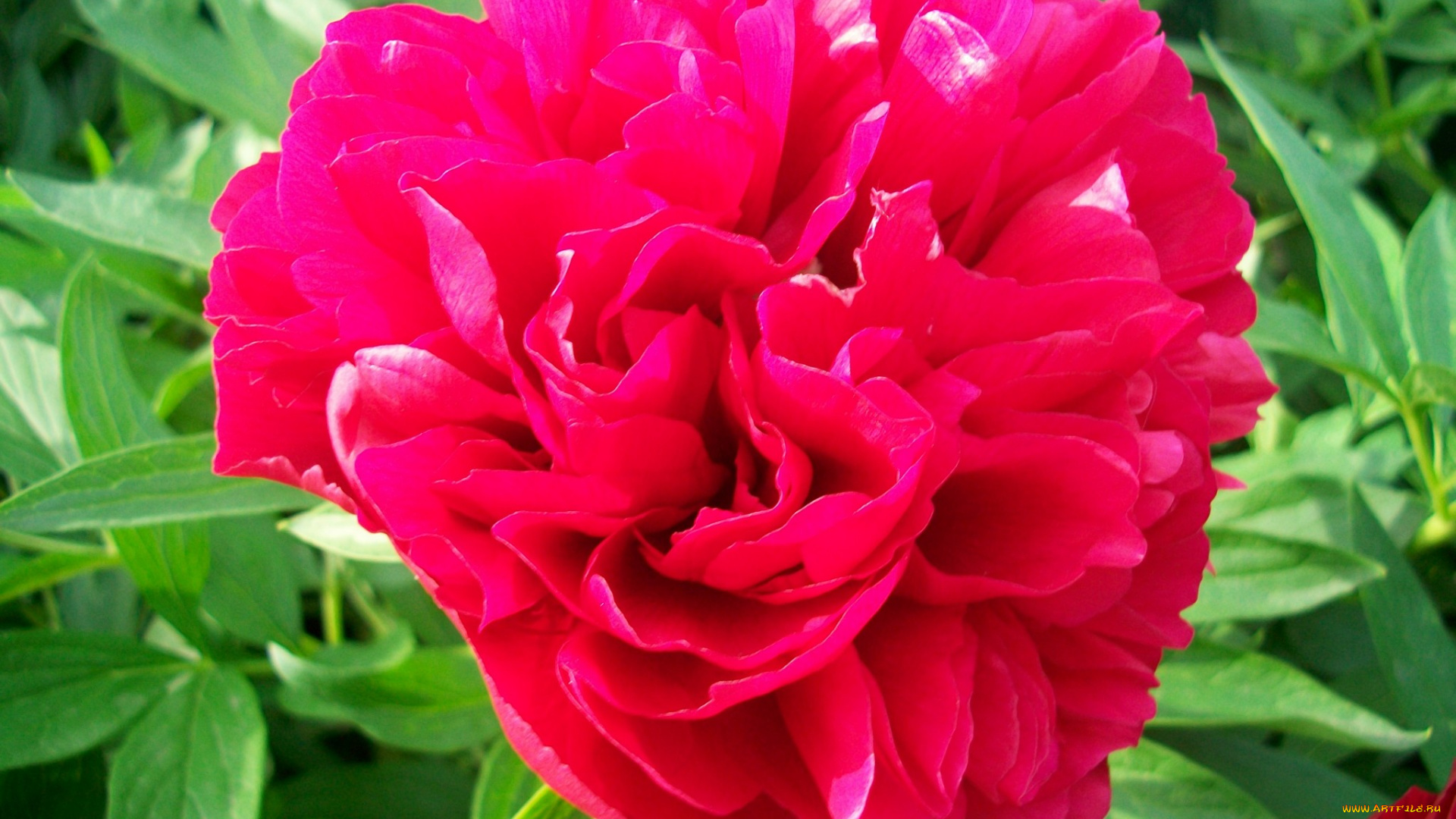 цветы, пионы