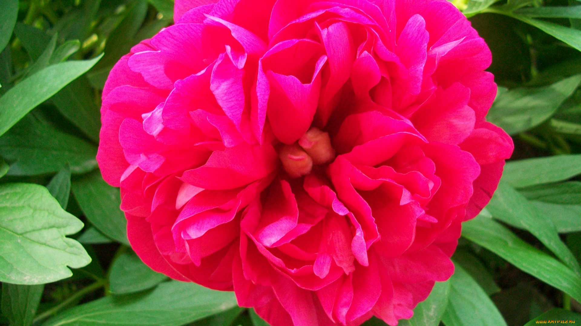 цветы, пионы