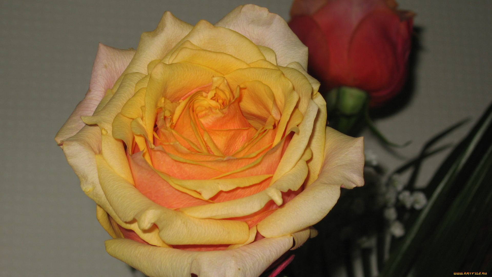 цветы, розы