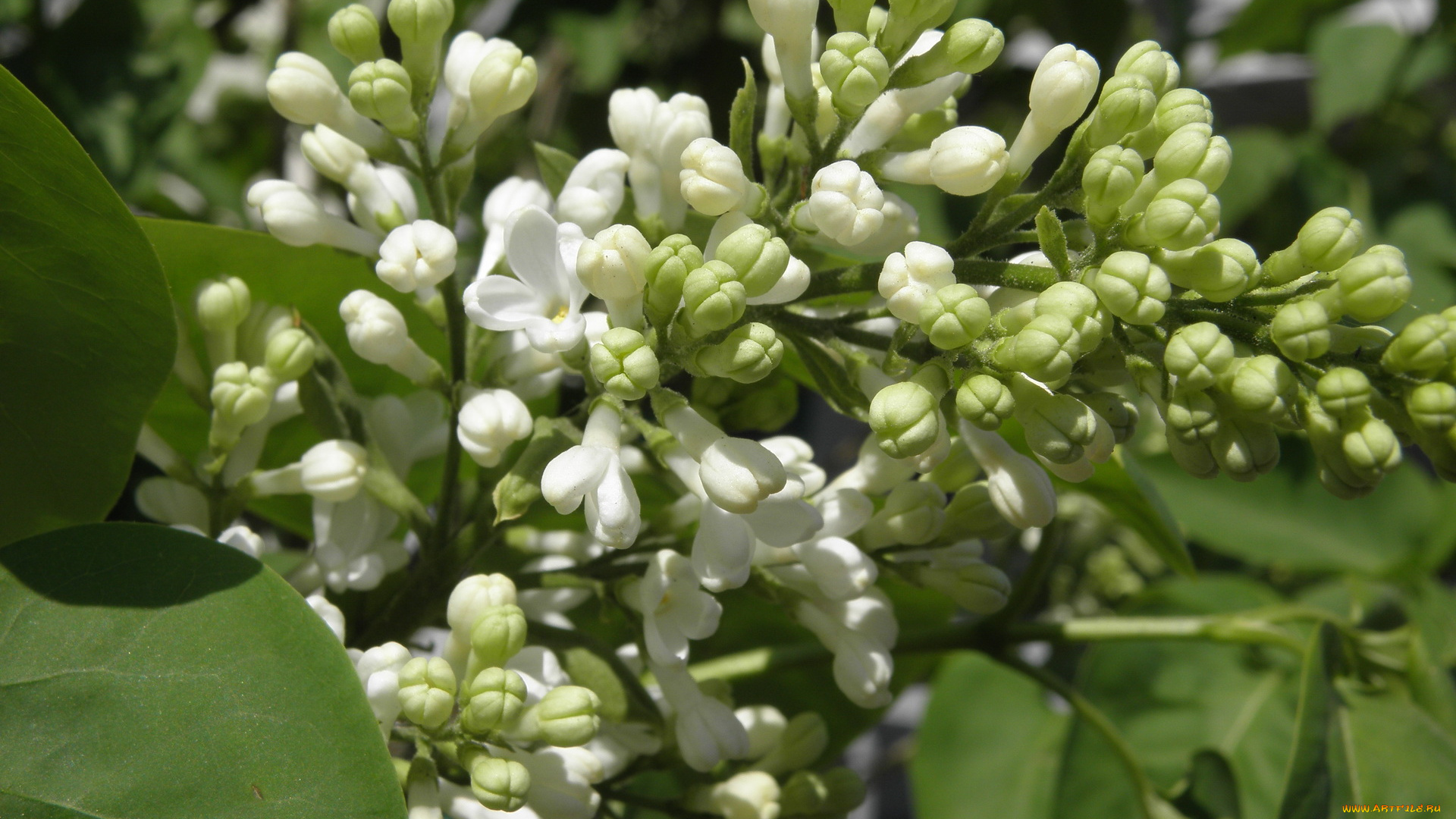 цветы, сирень