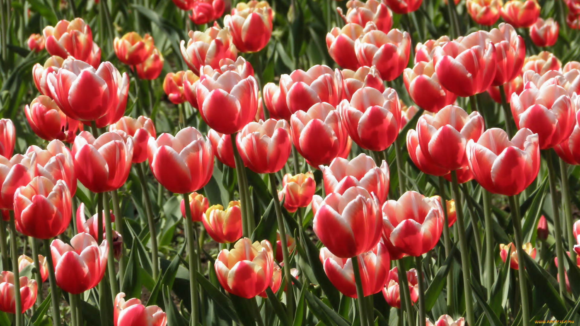 цветы, тюльпаны