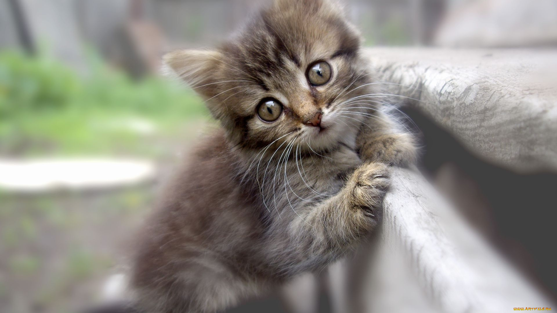 животные, коты