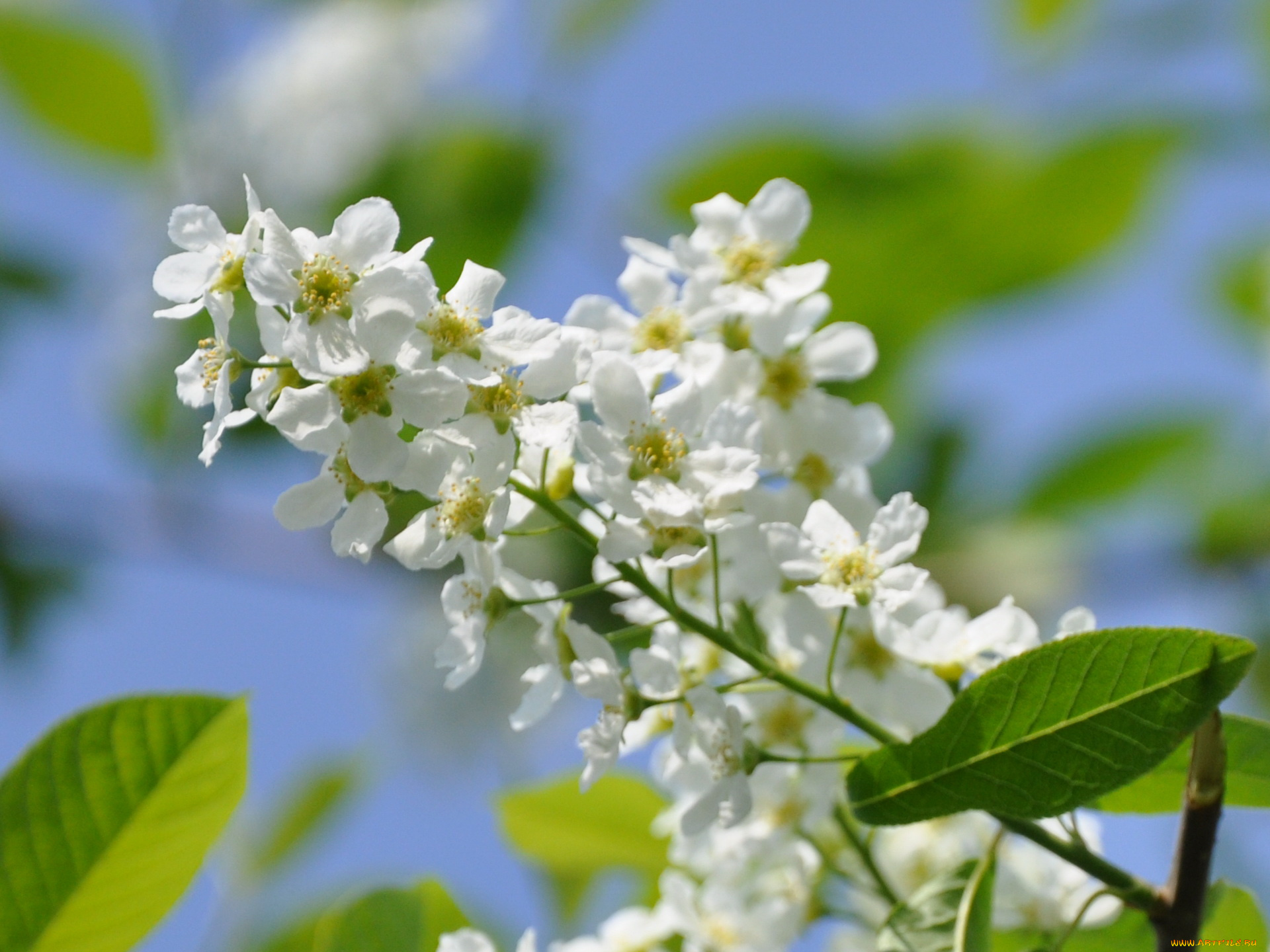 цветы, цветущие, деревья, кустарники