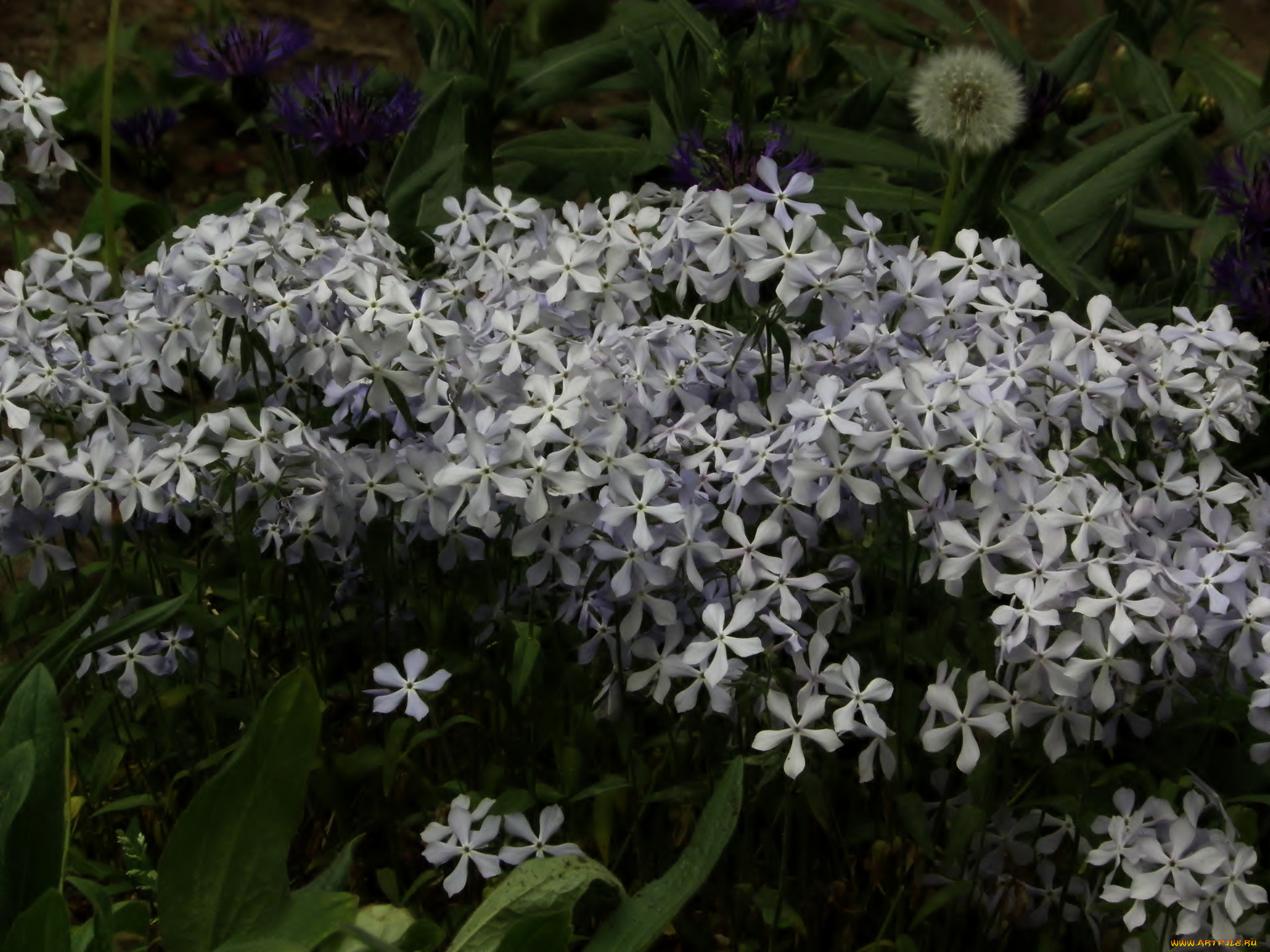 цветы, флоксы