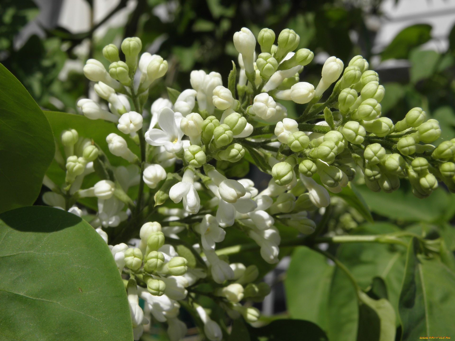 цветы, сирень