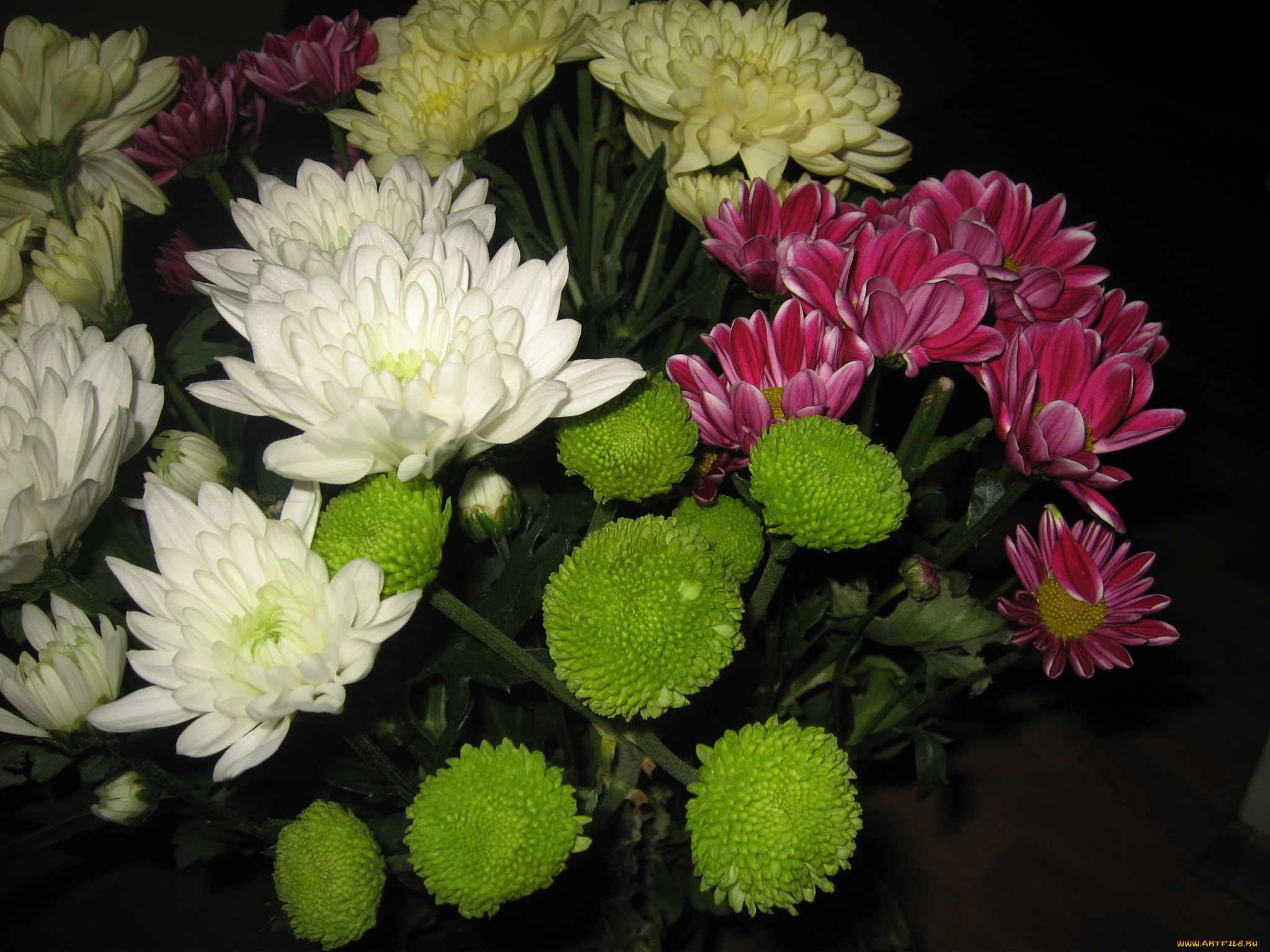 цветы, хризантемы