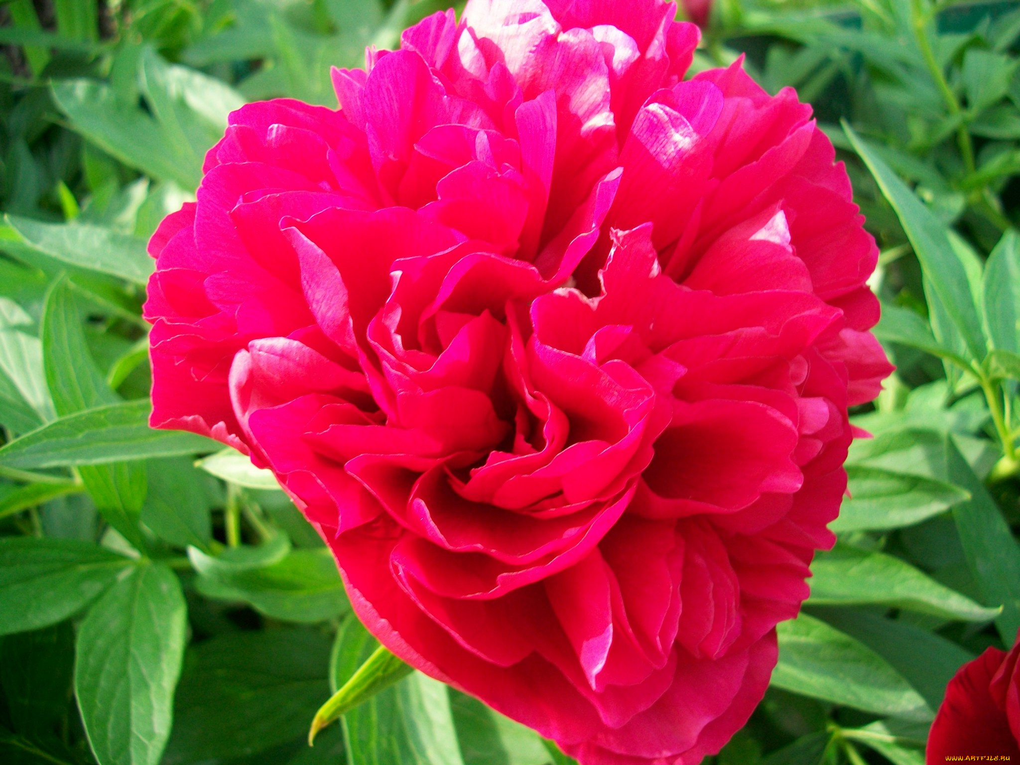 цветы, пионы