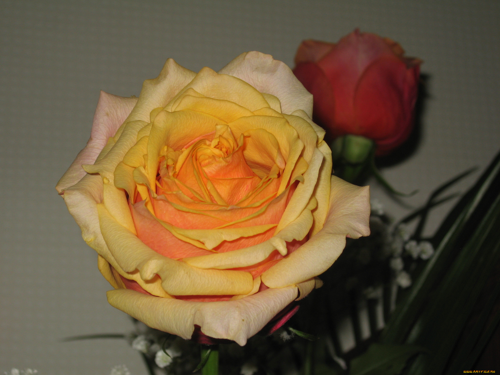 цветы, розы