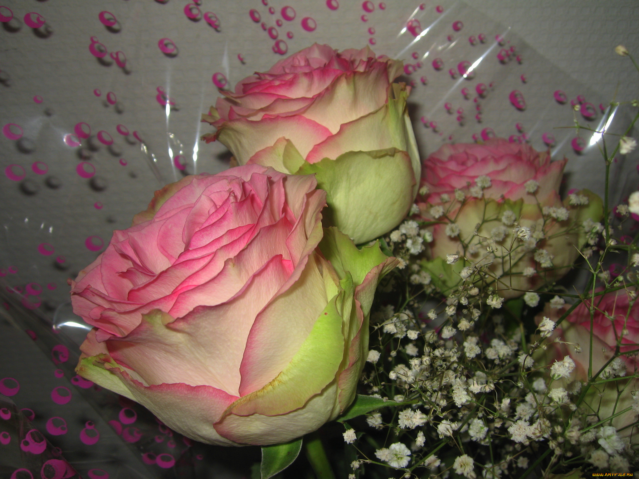 цветы, розы