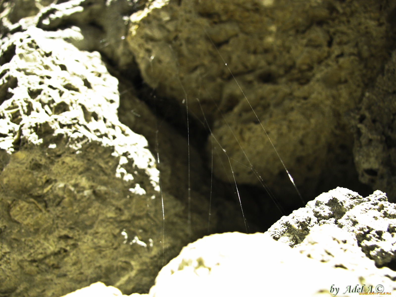 природа, макро