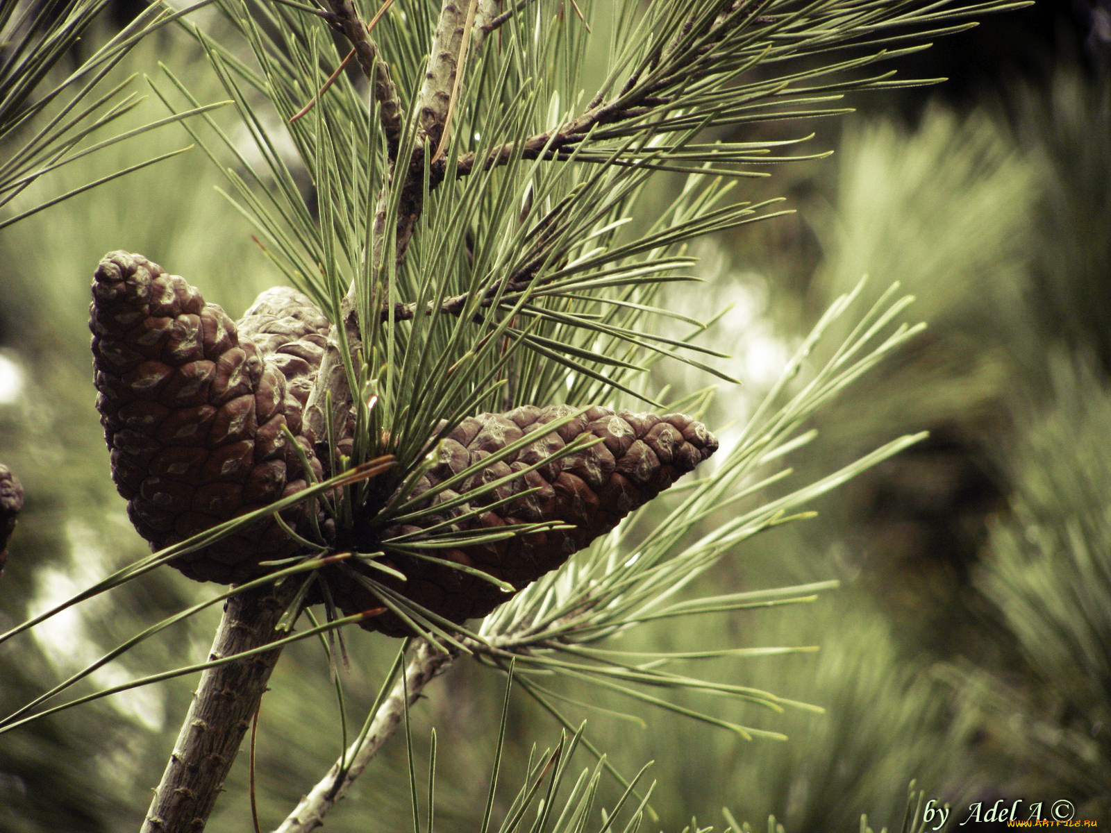 природа, шишки, жёлуди, каштаны