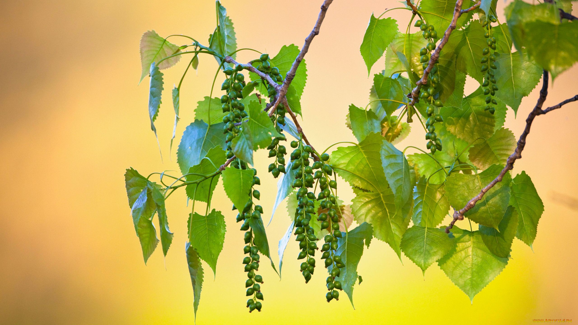 природа, листья