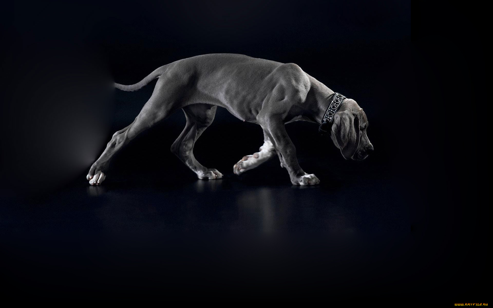 животные, собаки