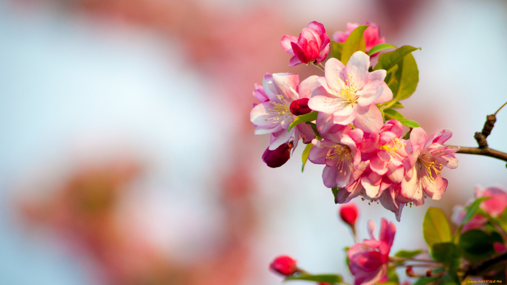 цветы, цветущие, деревья, кустарники, ветка, цветение, весна