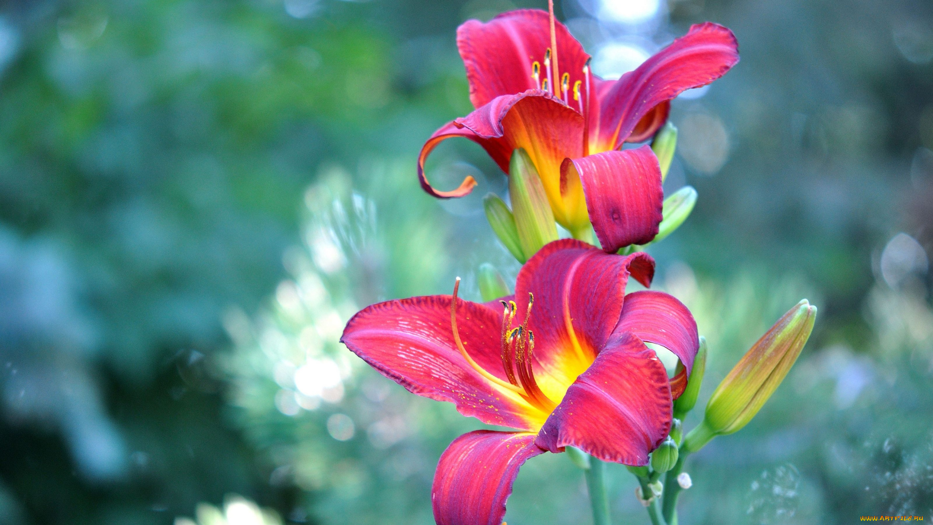 цветы, лилии, лилейники, бутоны, лепестки