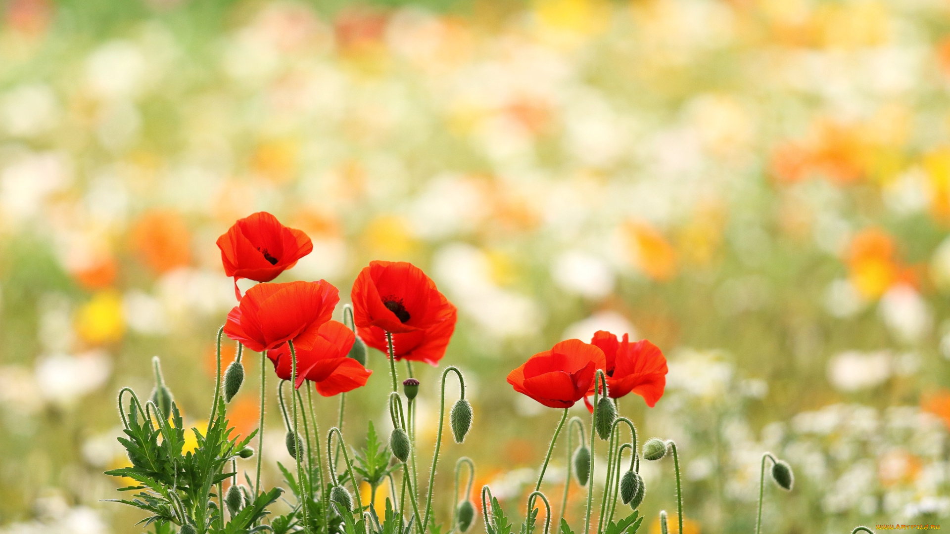 цветы, маки, красные, луг