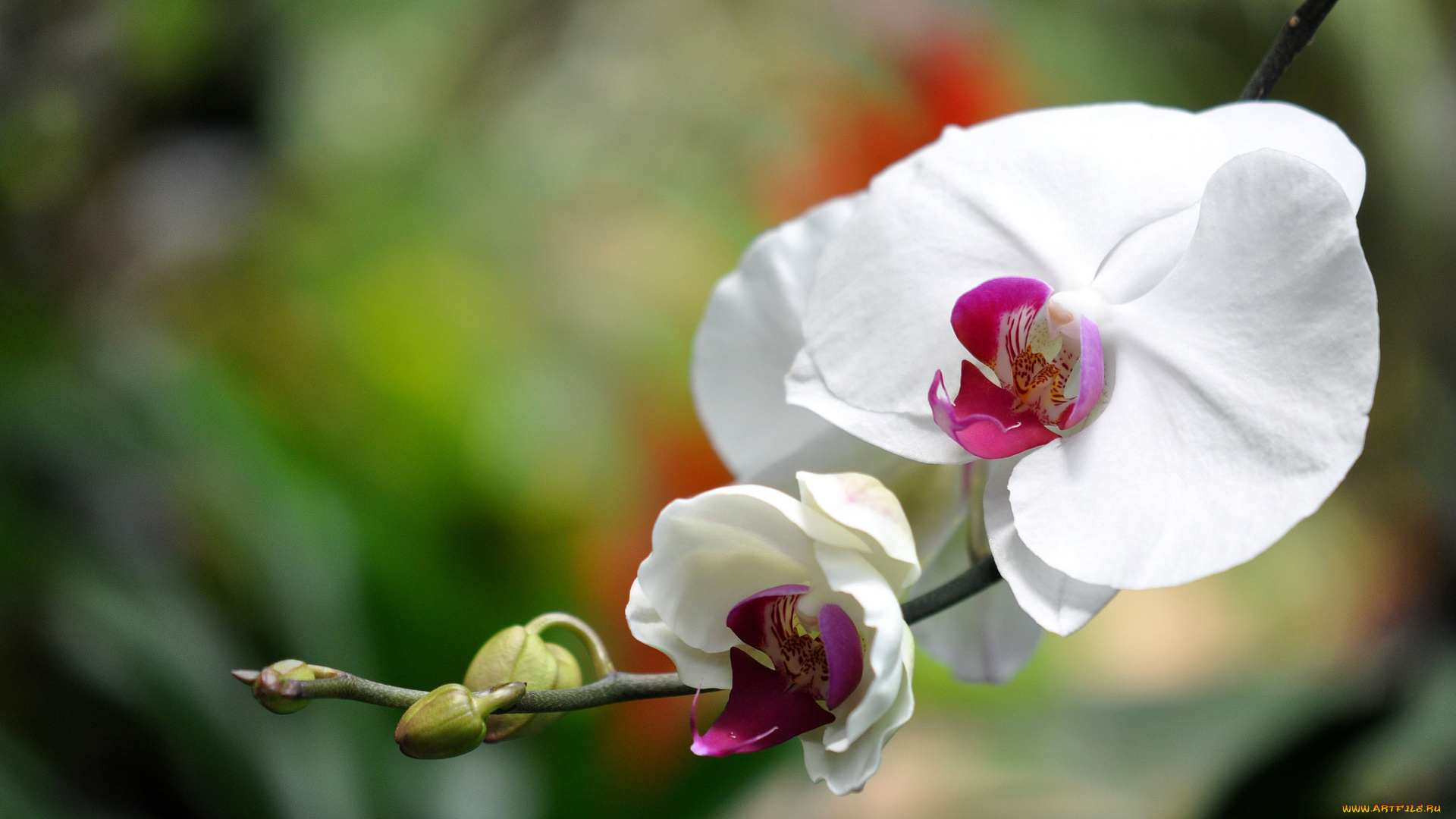 цветы, орхидеи, белый, ветка