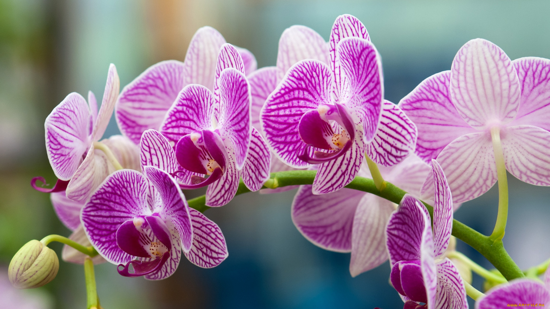 цветы, орхидеи, ветка, розовый