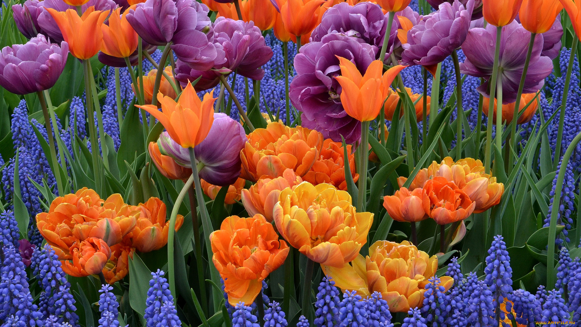 цветы, разные, вместе, гиацинты, тюльпаны