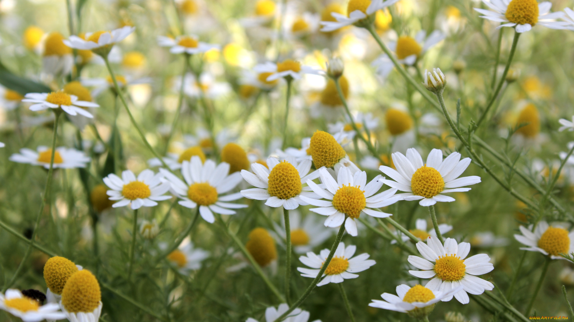 цветы, ромашки, луг, лето