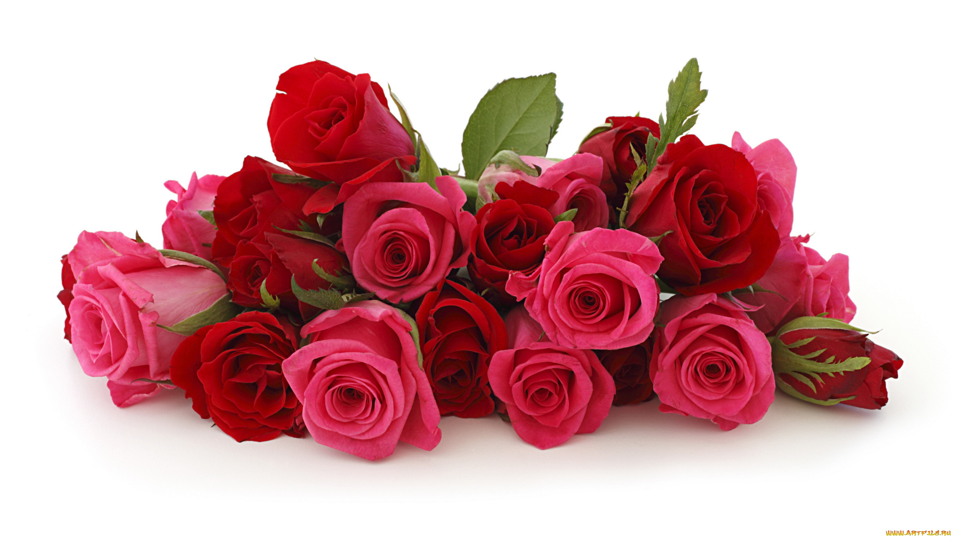 цветы, розы