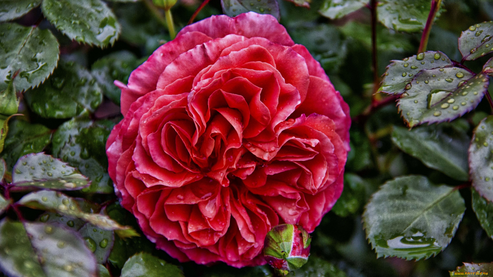 цветы, розы, hdr, круглая, роза