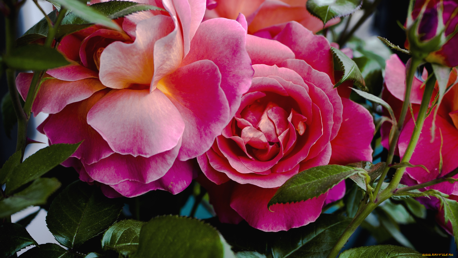 цветы, розы, красный, лепестки, роскошь