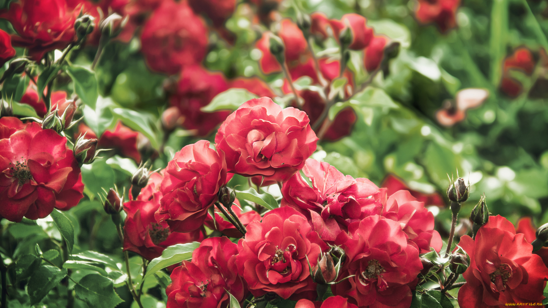 цветы, розы, кусты, красный