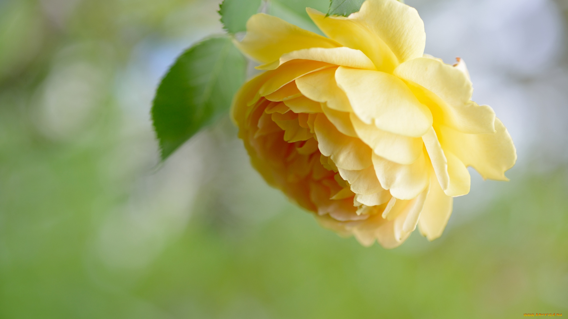 цветы, розы, желтый